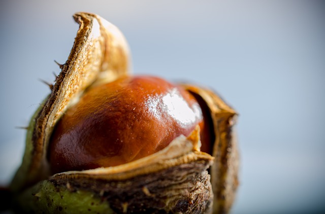 Kasztanowiec – na żylaki, hemoroidy, problemy z krążeniem