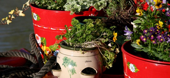 Uprawa ziół na balkonie