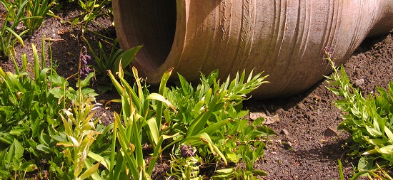 uprawa ziół w ogrodzie