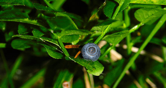 Owoc borówki czernicy - jagoda